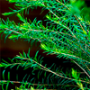 Tea tree oil - Exofeet Oil Composition