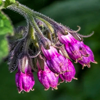 Allantoin - Exofeet Oil Composition
